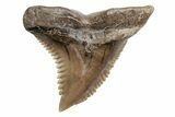 Snaggletooth Shark (Hemipristis) Tooth - South Carolina #211603-1